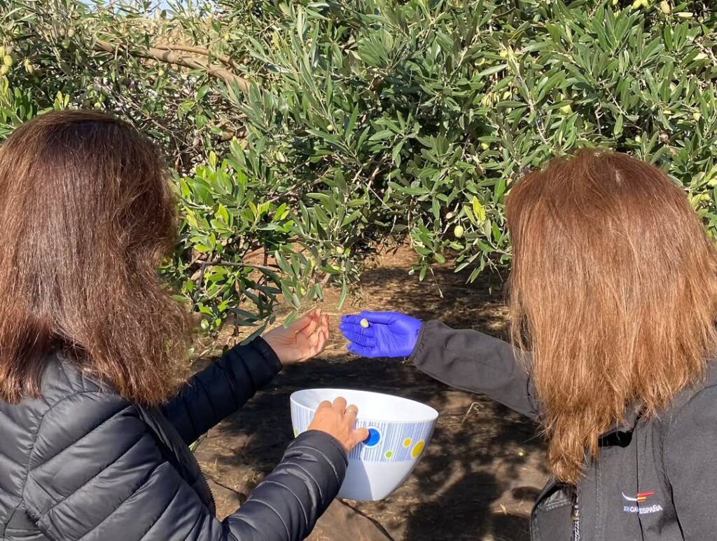 recogida aceituna oleoturismo