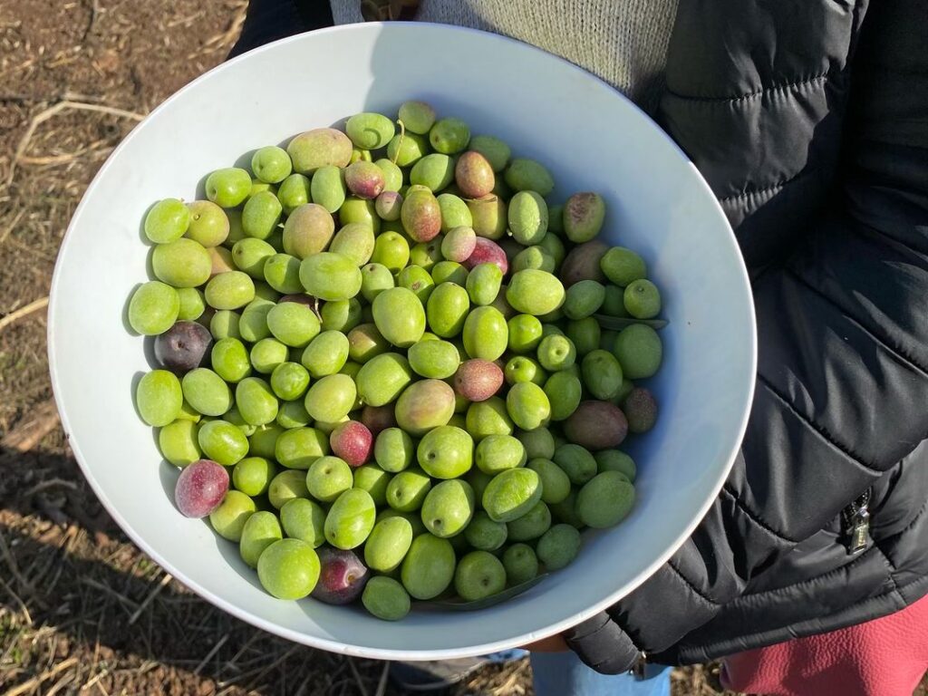 aceitunas recogidas oleoturismo