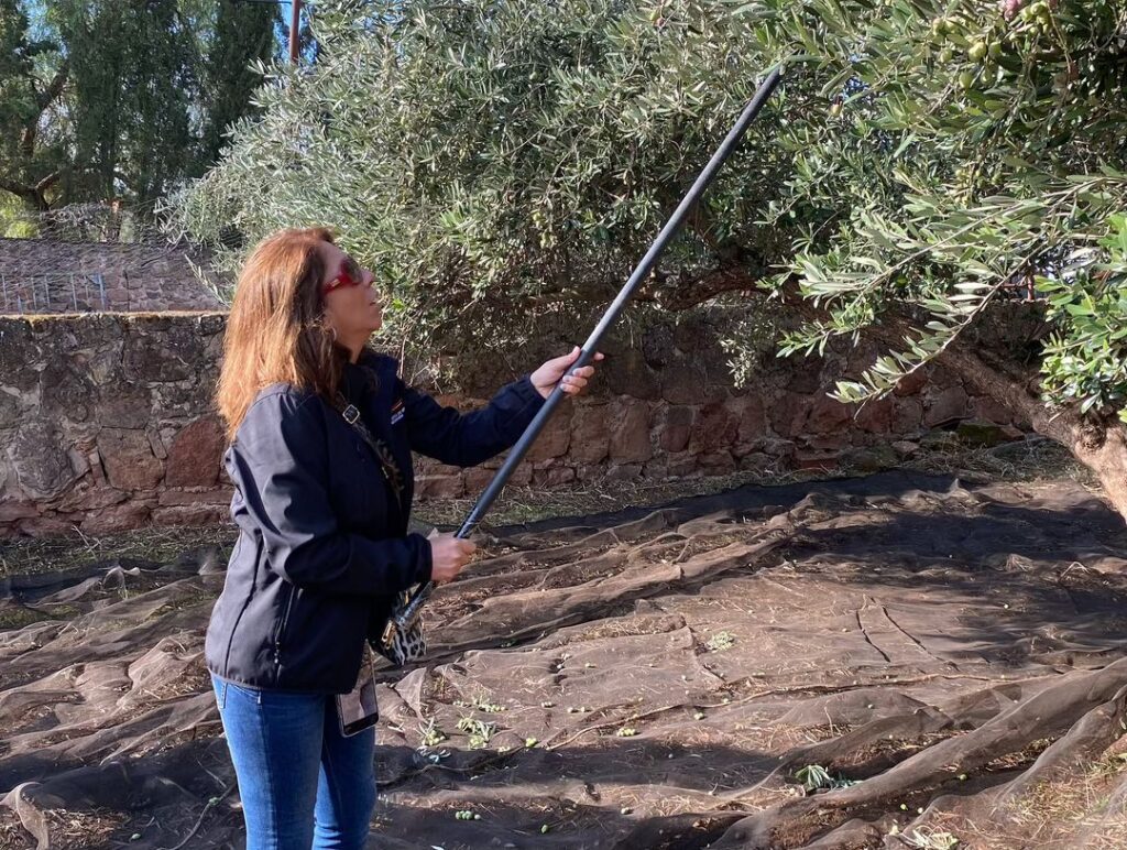 cogiendo aceituna en olivar oleoturismo